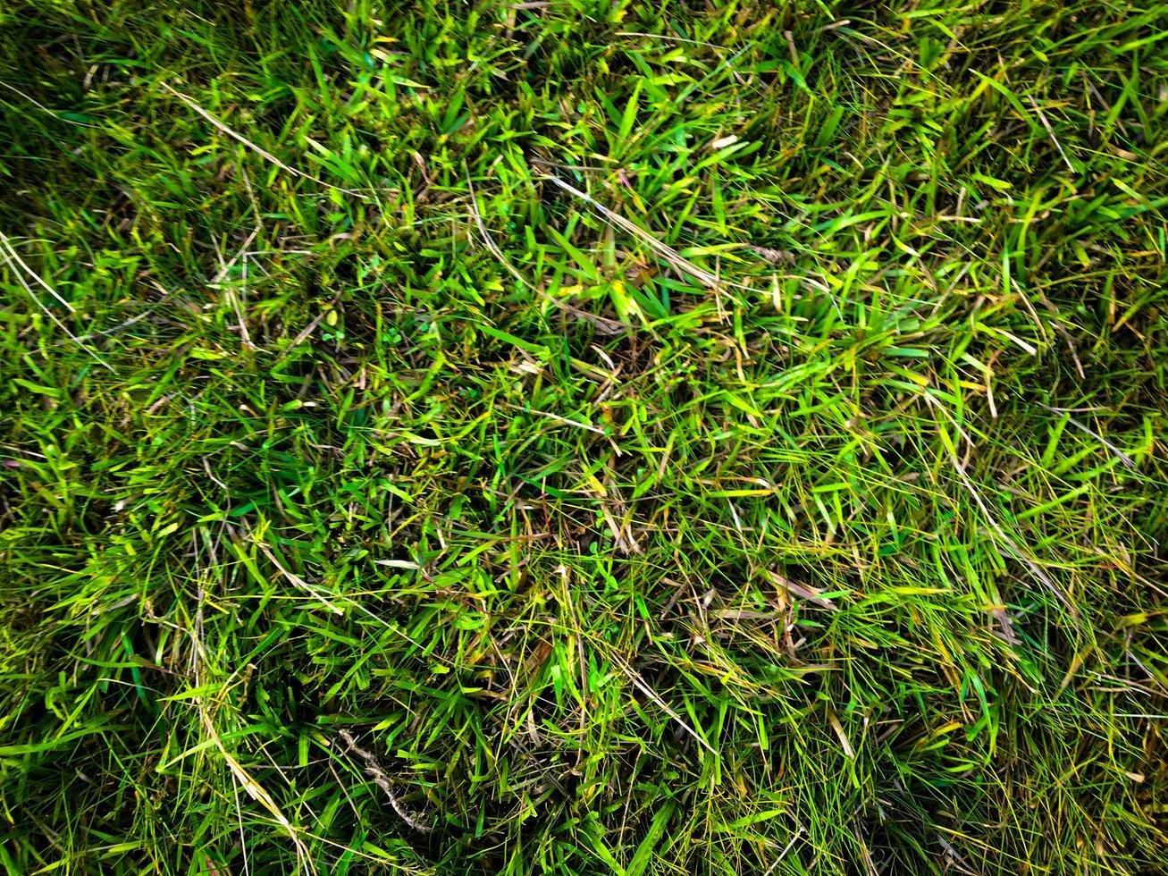 Green grass texture background for work with copy space photo