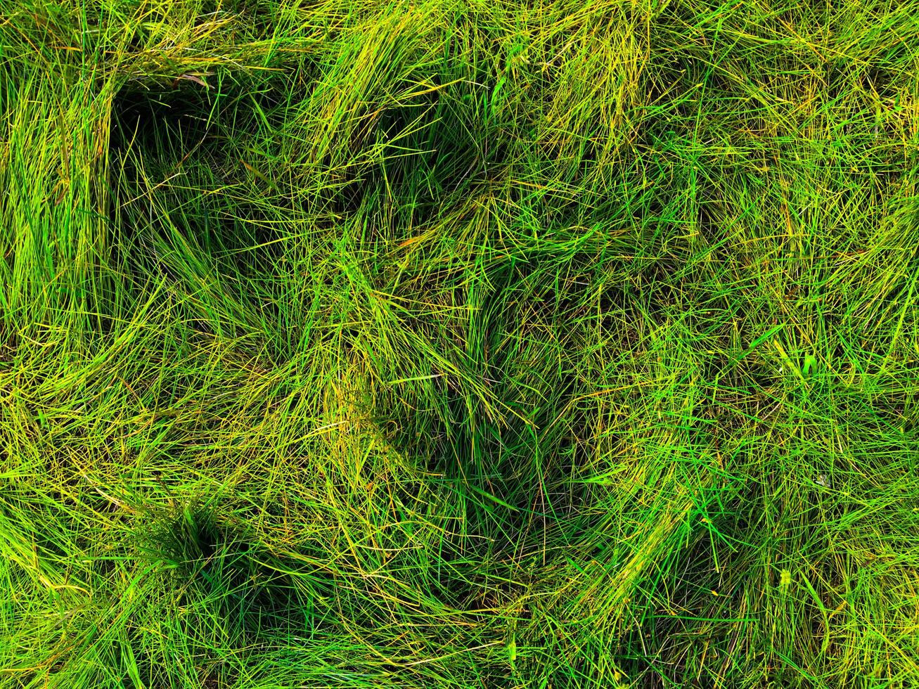 Green lawn texture background. top view. wallpaper for design photo