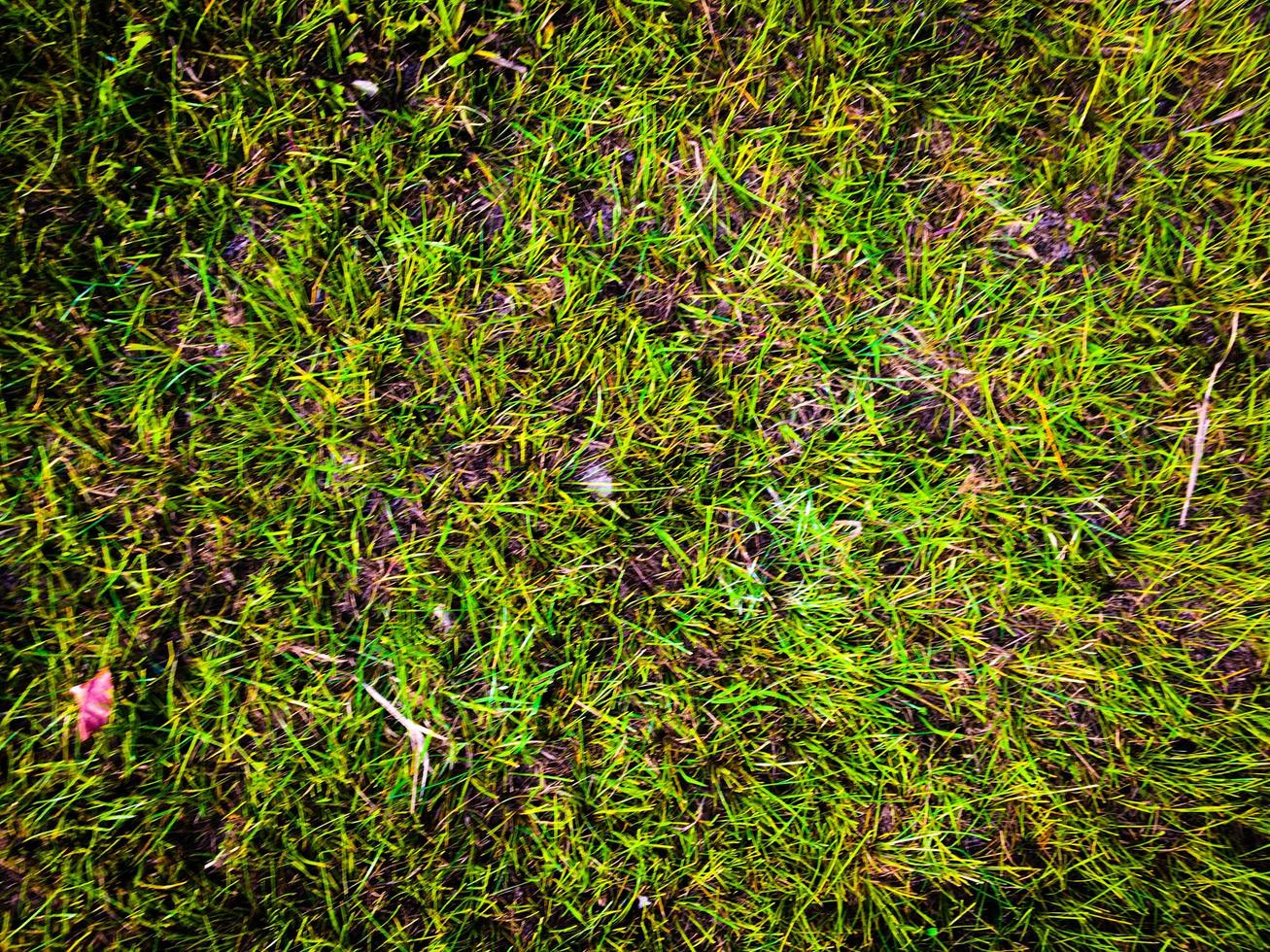 Green grass texture background for work with copy space photo