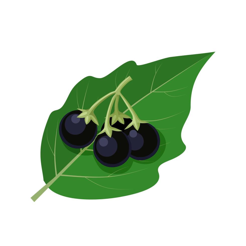 ilustración vectorial, hierba mora negra americana, nombre científico solanum americanum, aislado en fondo blanco. vector