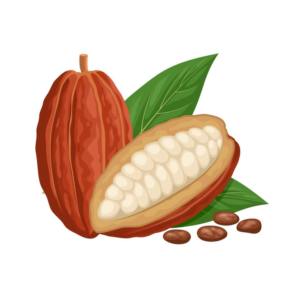 ilustración vectorial, cacao fresco entero y cortado a la mitad, con semillas y hojas, aislado en fondo blanco. vector