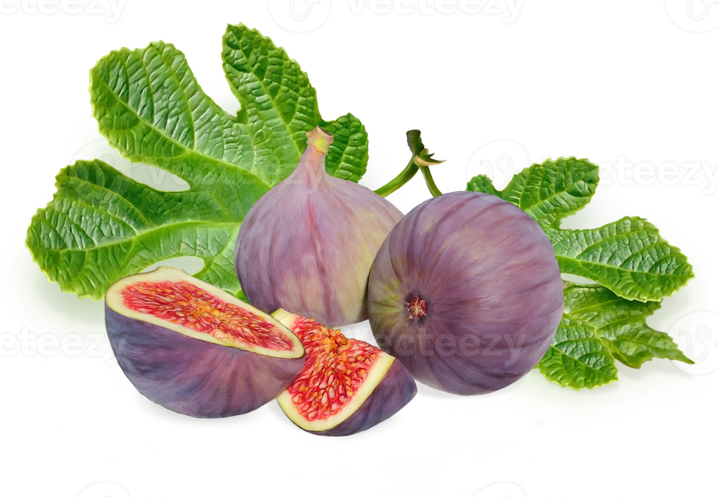 High quality drawing of figs with leaves. For packaging and label design. png