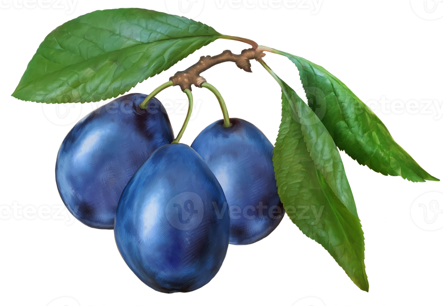 Branch of prunes close-up. High-quality naturalistic drawing of a plum. For label and packaging design. png