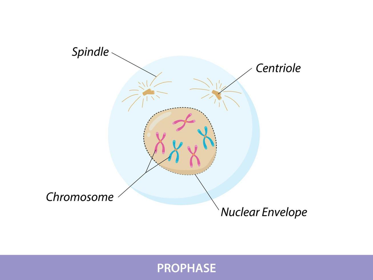 Prophase The First Stage Of Mitosis 12682013 Vector Art At Vecteezy prophase-the-first-stage-of-mitosis-12682013-vector-art-at-vecteezy