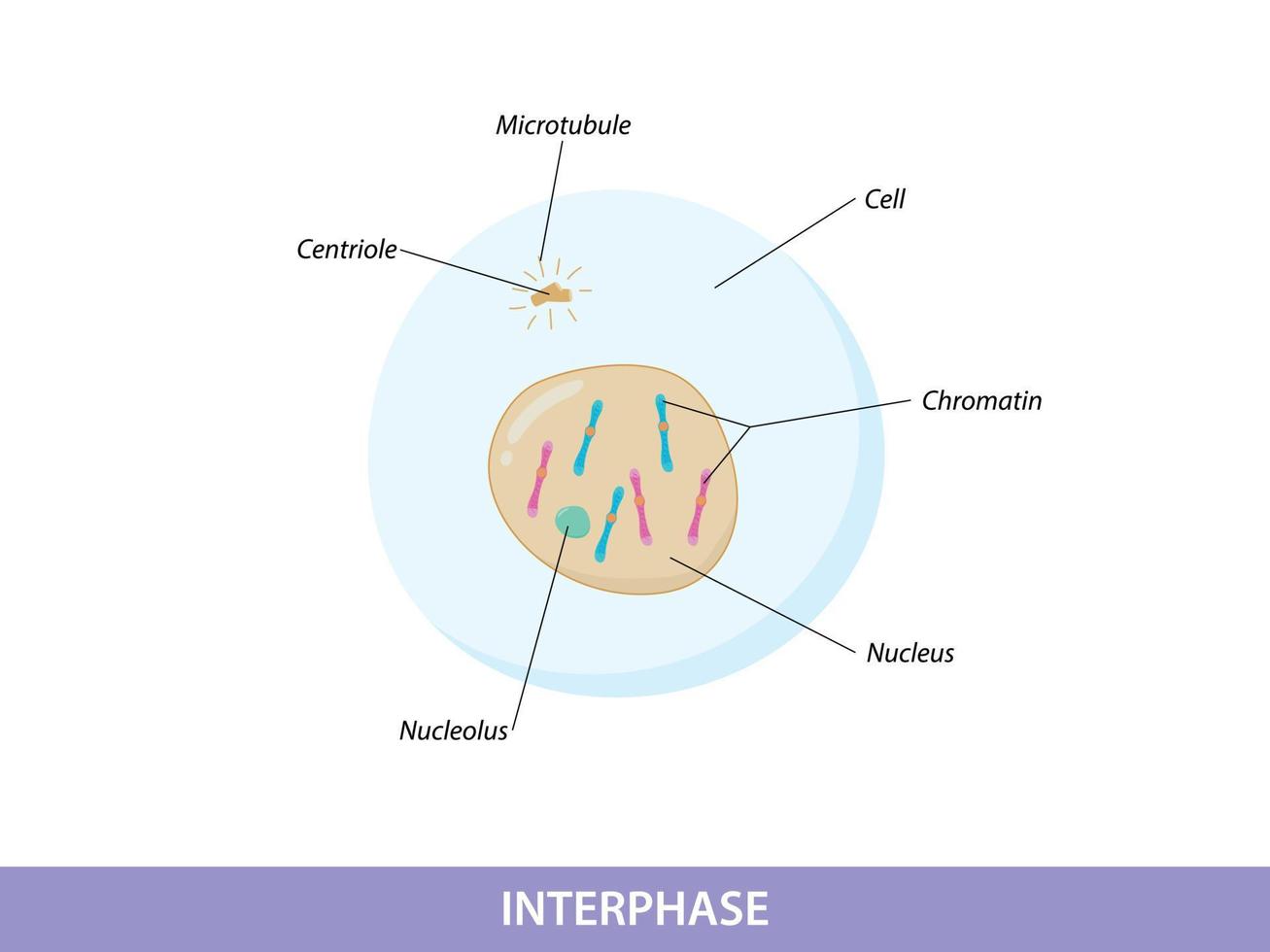 ilustración interfase de la fase de mitosis vector