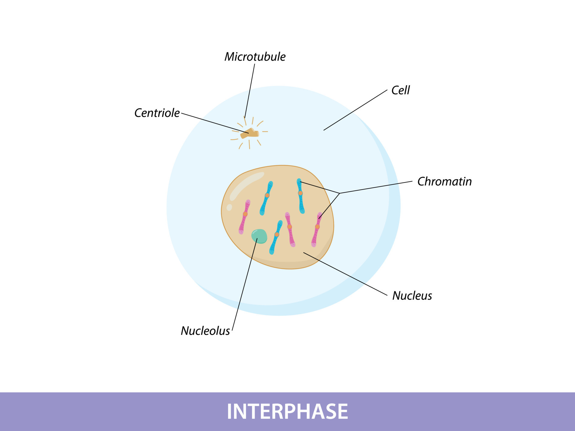 illustration interphase of Mitosis phase 12682015 Vector Art at Vecteezy Biology Diagrams