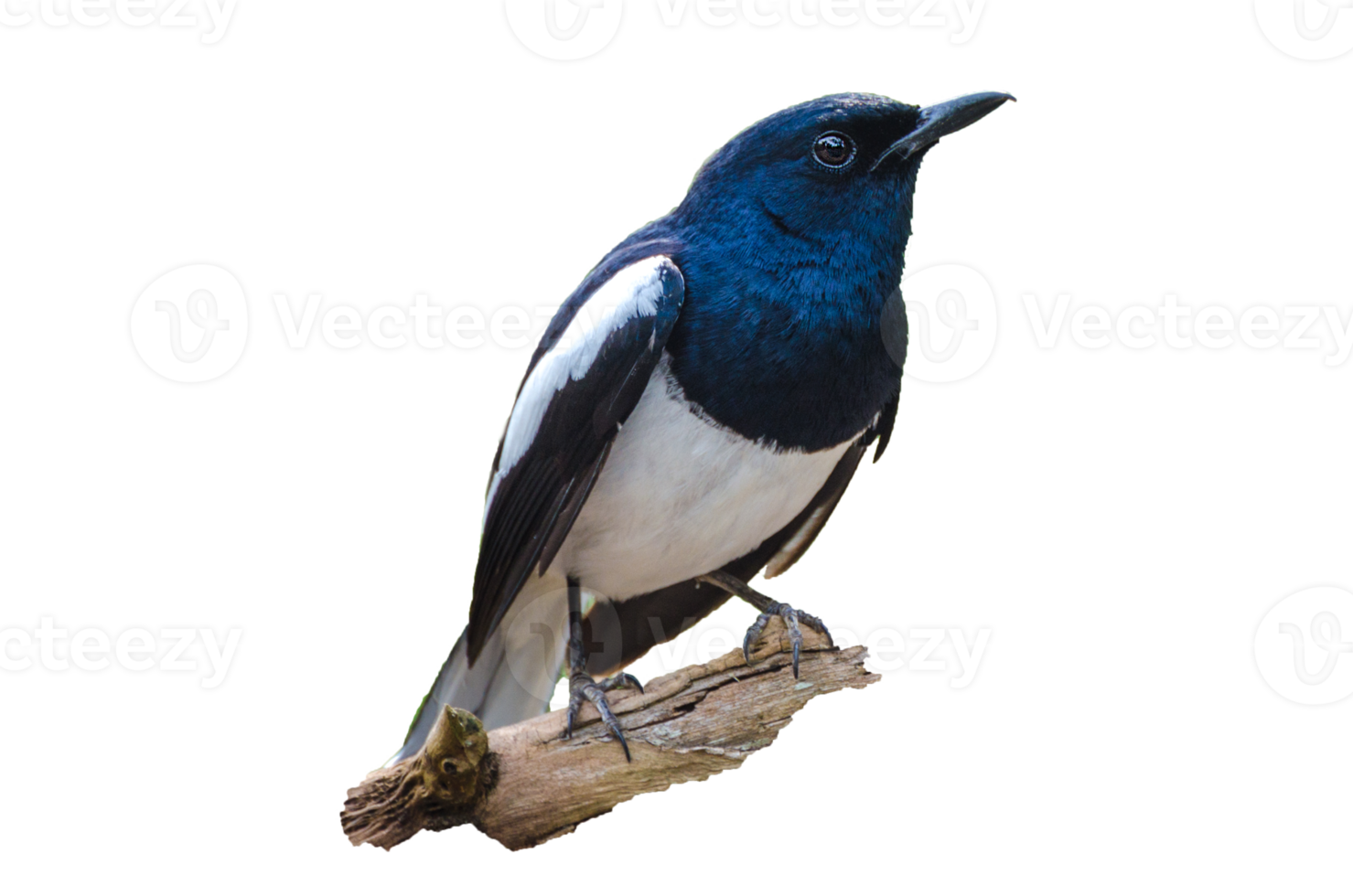 Bird Isolate Black and white Oriental magpie robin Birds fly Blurry png