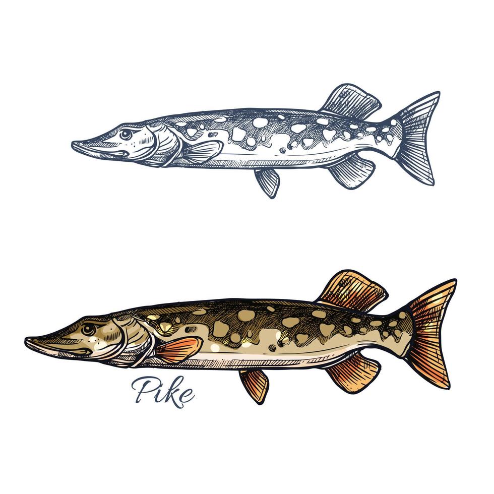 Pike fish sketch with pickerel for fishing design vector