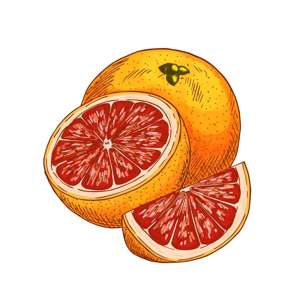 Red orange fruit vector sketch isolated icon