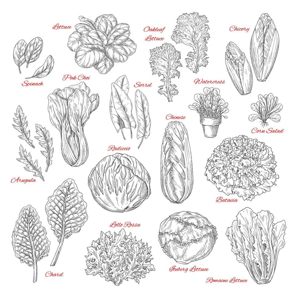 Vector sketch icons of salad leafy vegetables