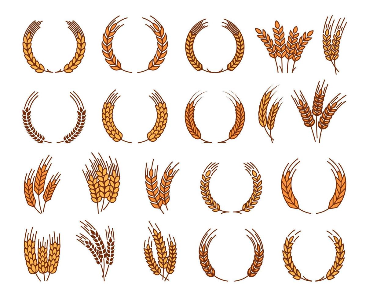 Laurel wreath, cereal wheat ears and rye spikes vector