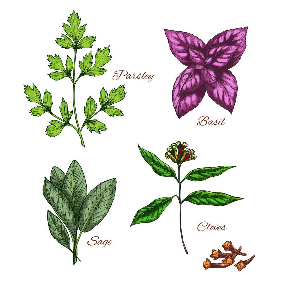 iconos vectoriales de condimentos de especias aromas de hierbas vector