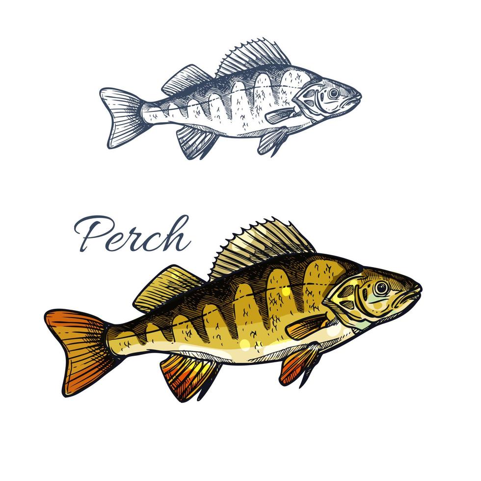 Perch fish isolated sketch of freshwater predator vector