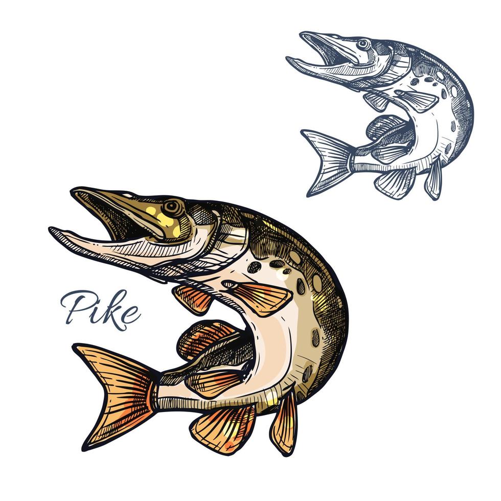 Pike fish sketch vector isolated icon