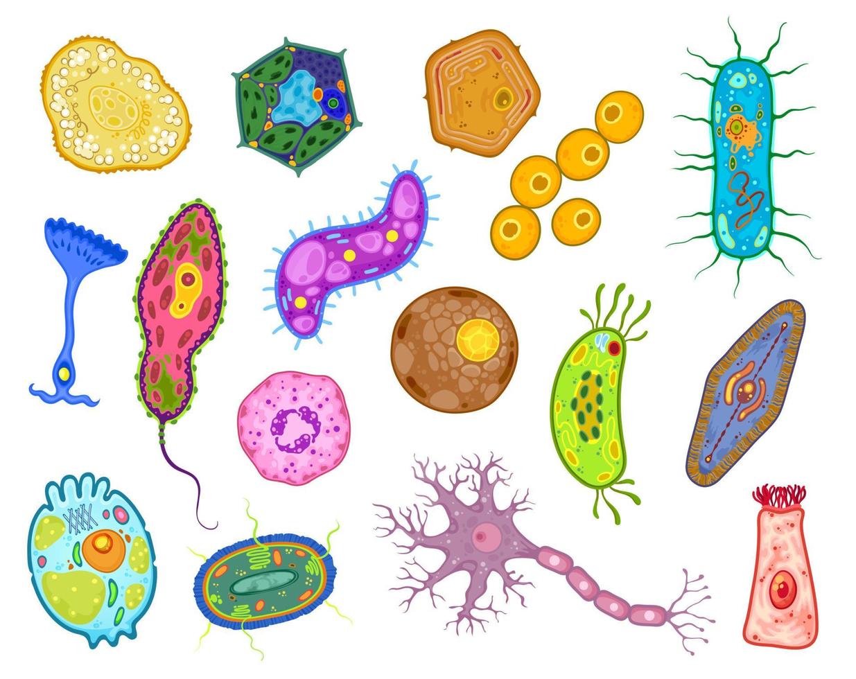 amebas, protozoos y células protistas unicelulares vector