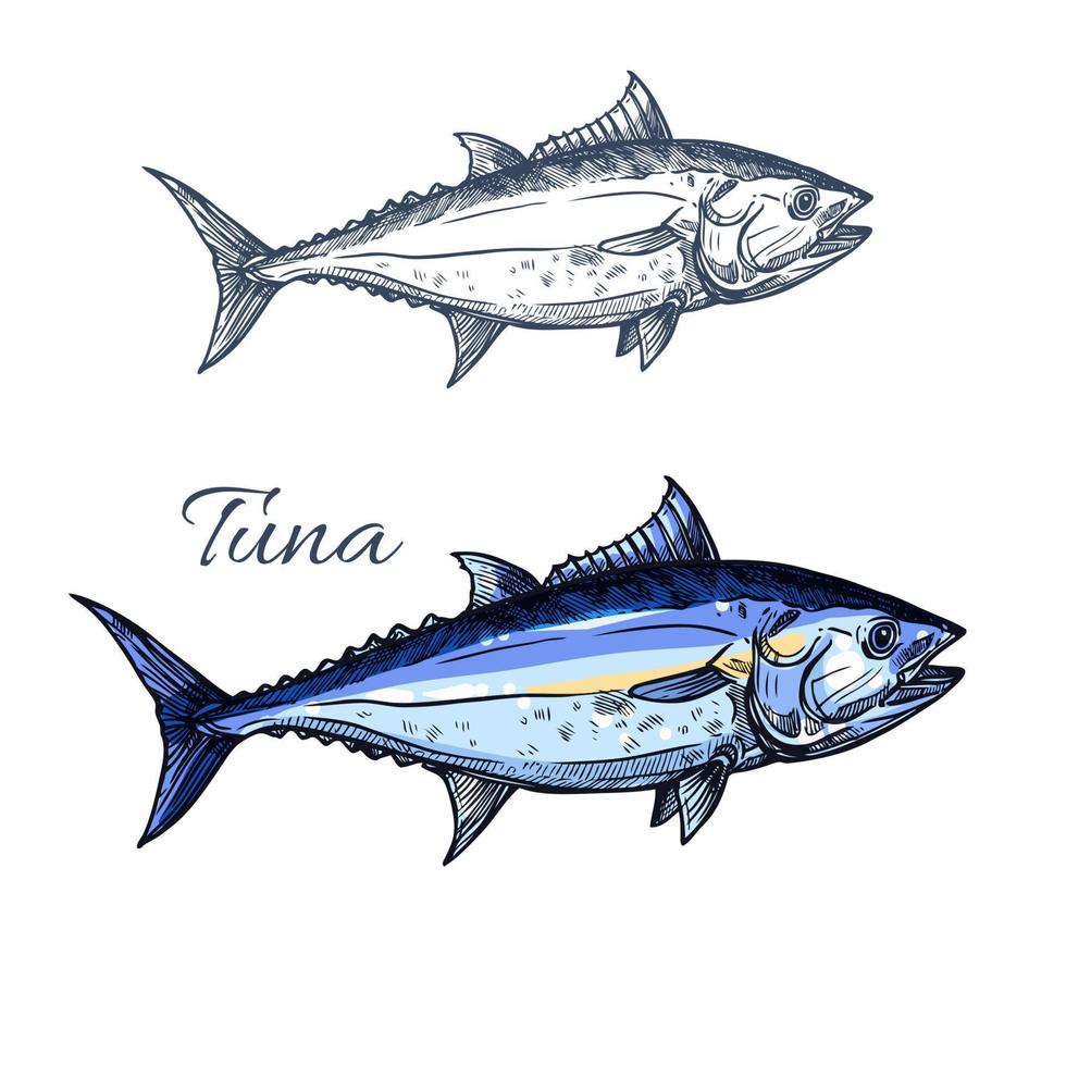 Tuna fish sketch with atlantic bluefin tunny vector