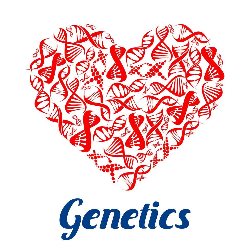 Red heart with DNA symbols vector