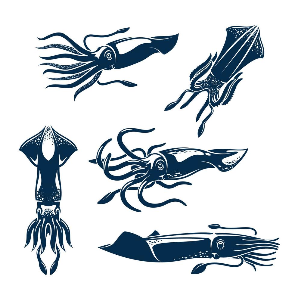 conjunto de iconos de animales marinos de calamar para el diseño de mariscos vector