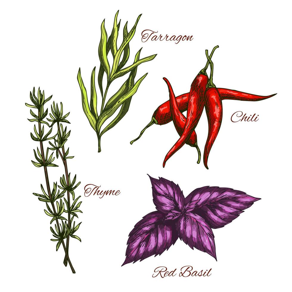 Sketch icons of vector spices and herbal flavorings