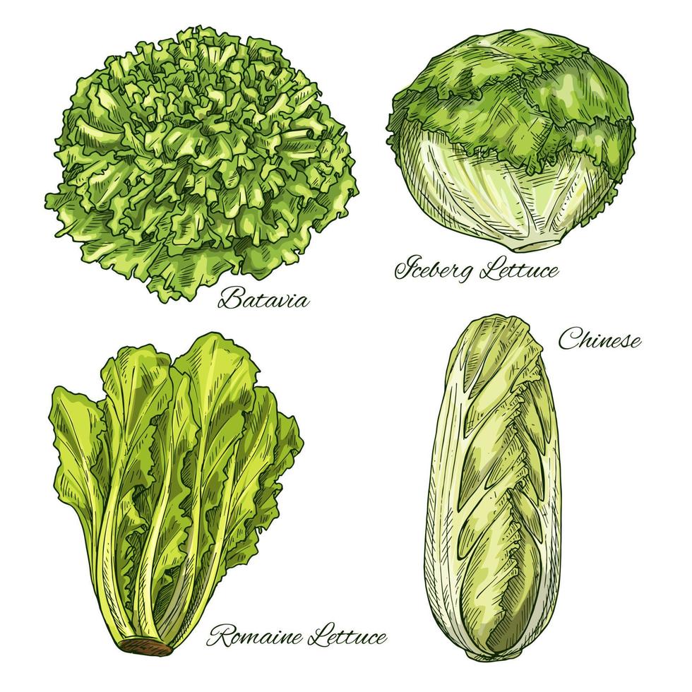 Cabbage and lettuce vegetable isoletad sketch vector