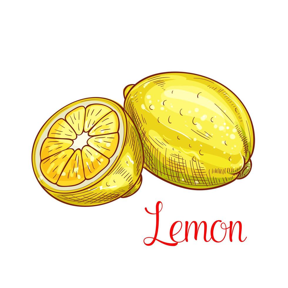 Lemon citrus fruit with slice isolated sketch vector