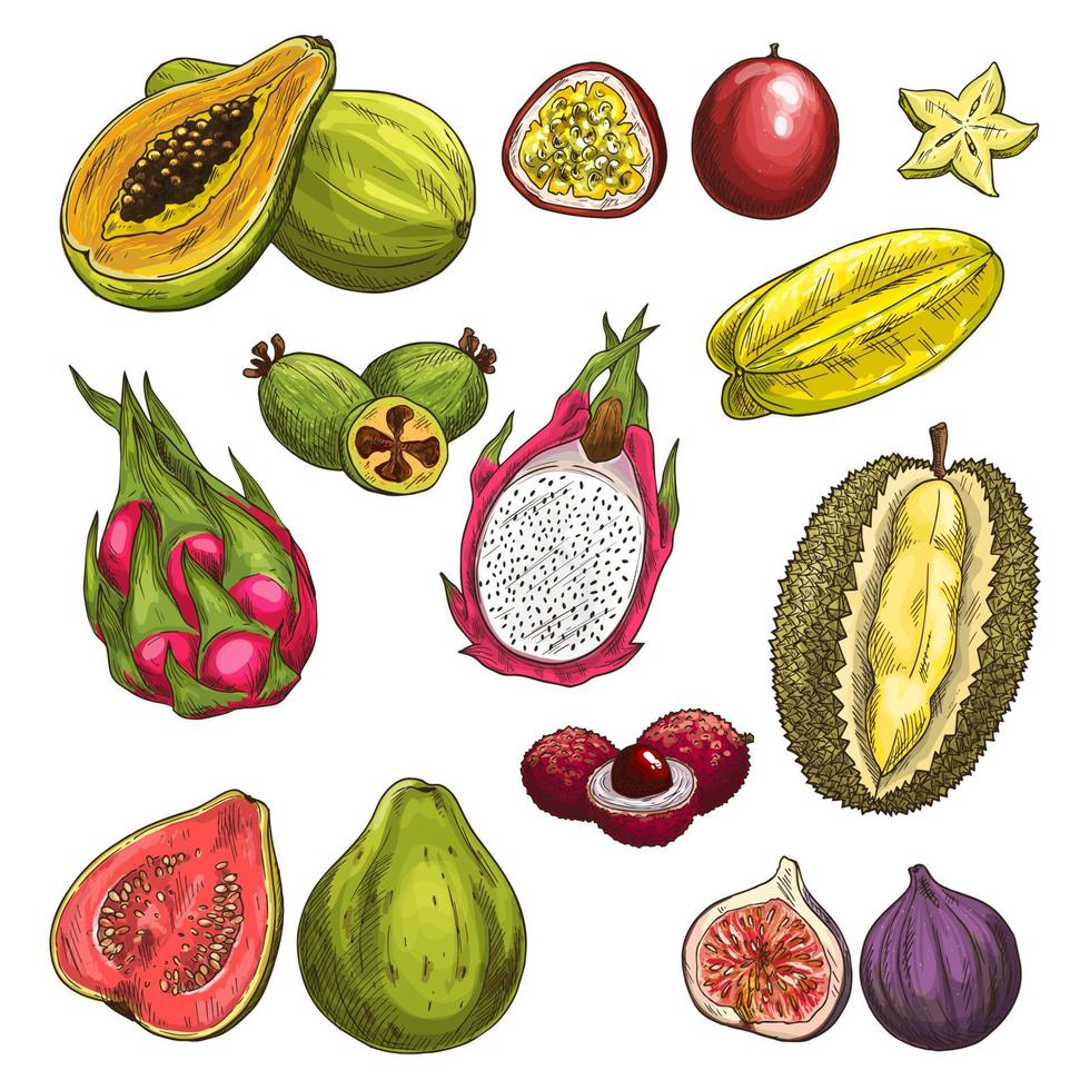 Vector sketch icons of exotic tropical fruits