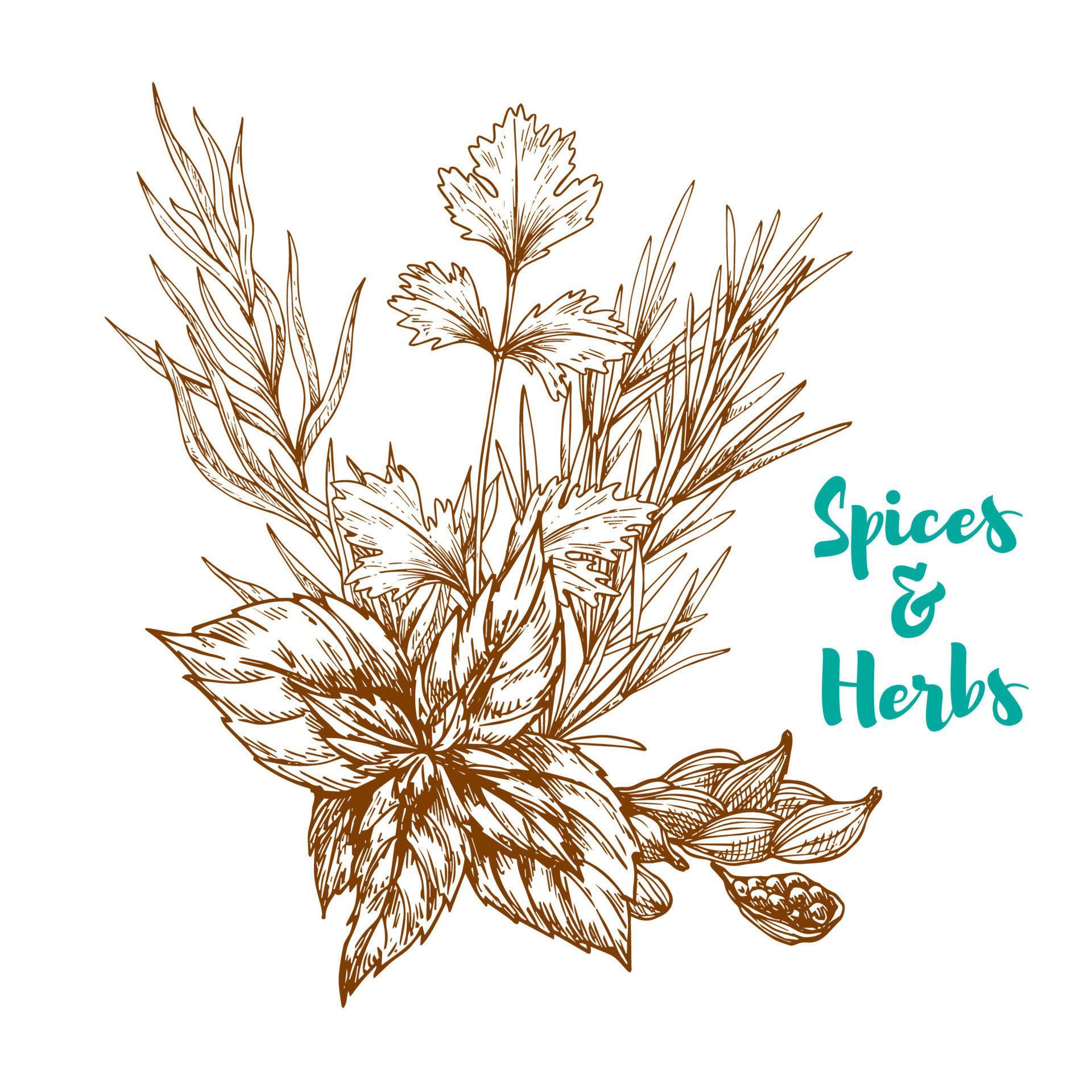 Herbal spices or spicy herbs vector sketch 12683275 Vector Art at Vecteezy