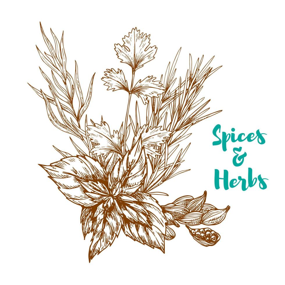 Herbal spices or spicy herbs vector sketch
