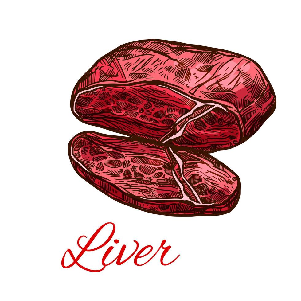 Meat liver, fresh offals sketch for food design vector