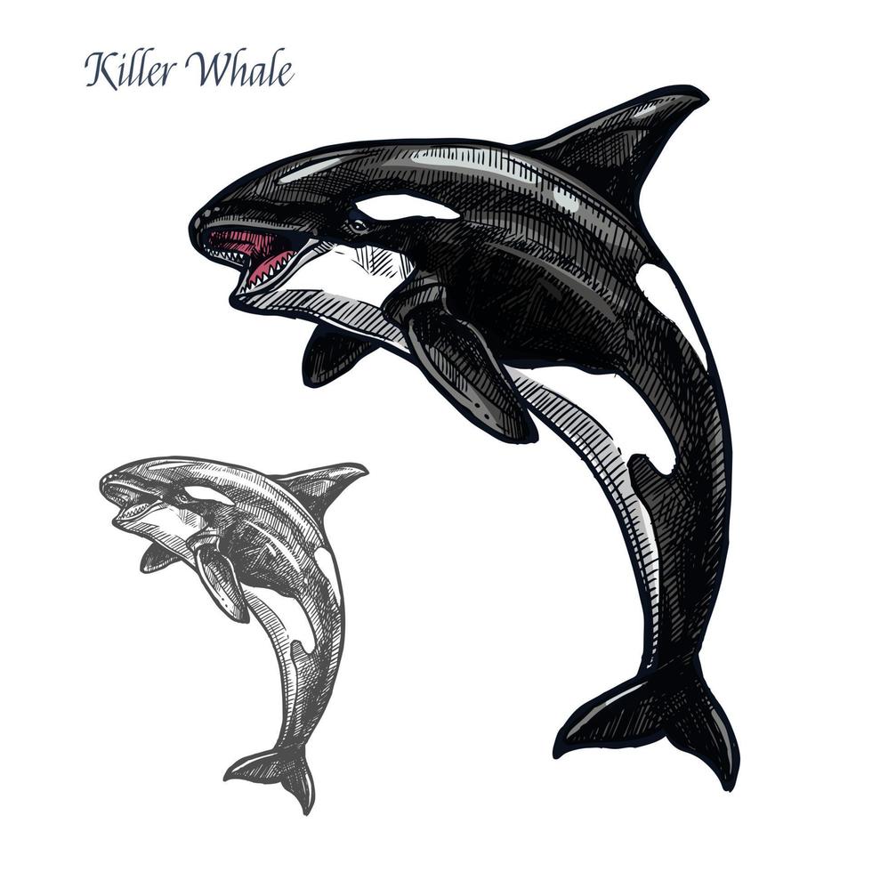 bosquejo aislado del animal marino de la orca o de la orca vector