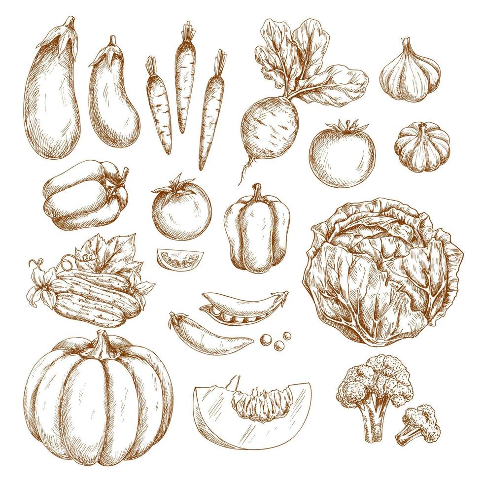 Sketch farm vegetables isolated icons set vector