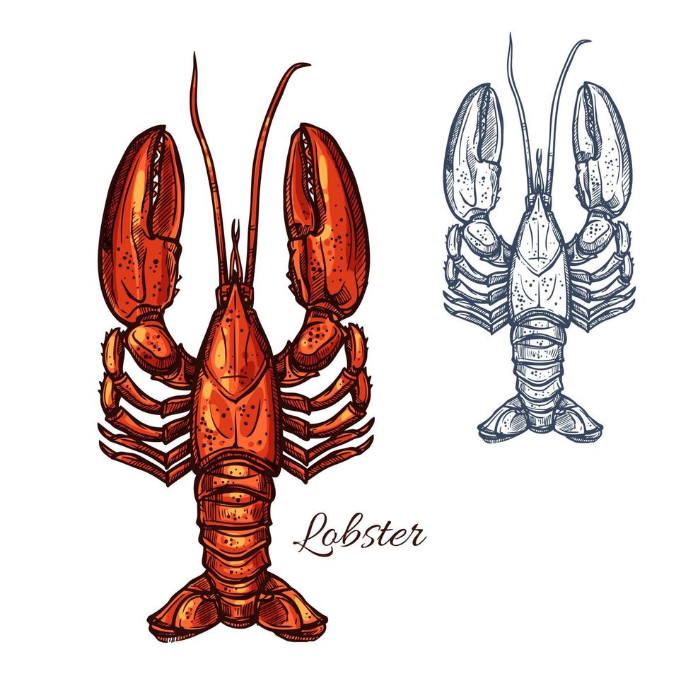 Lobster seafood animal or crayfish sketch vector