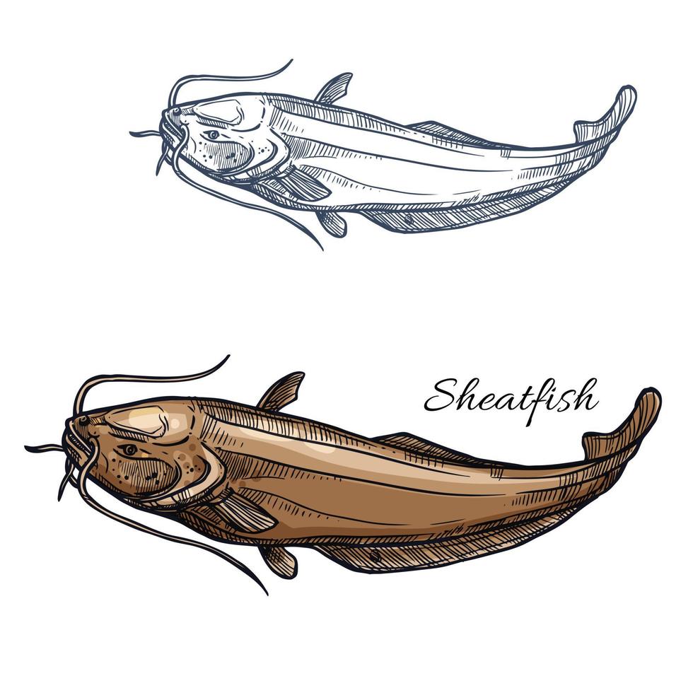 Sheatfish fish vector isolated sketch icon