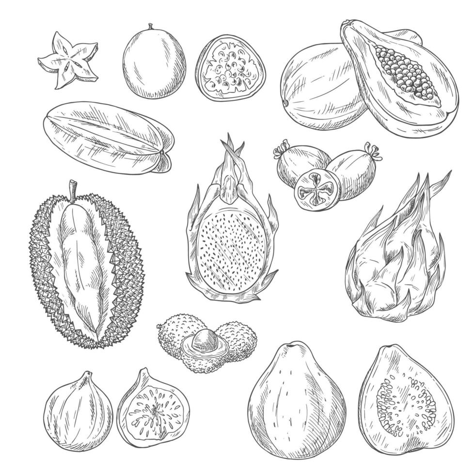 Vector sketch icons set of exotic tropical fruits