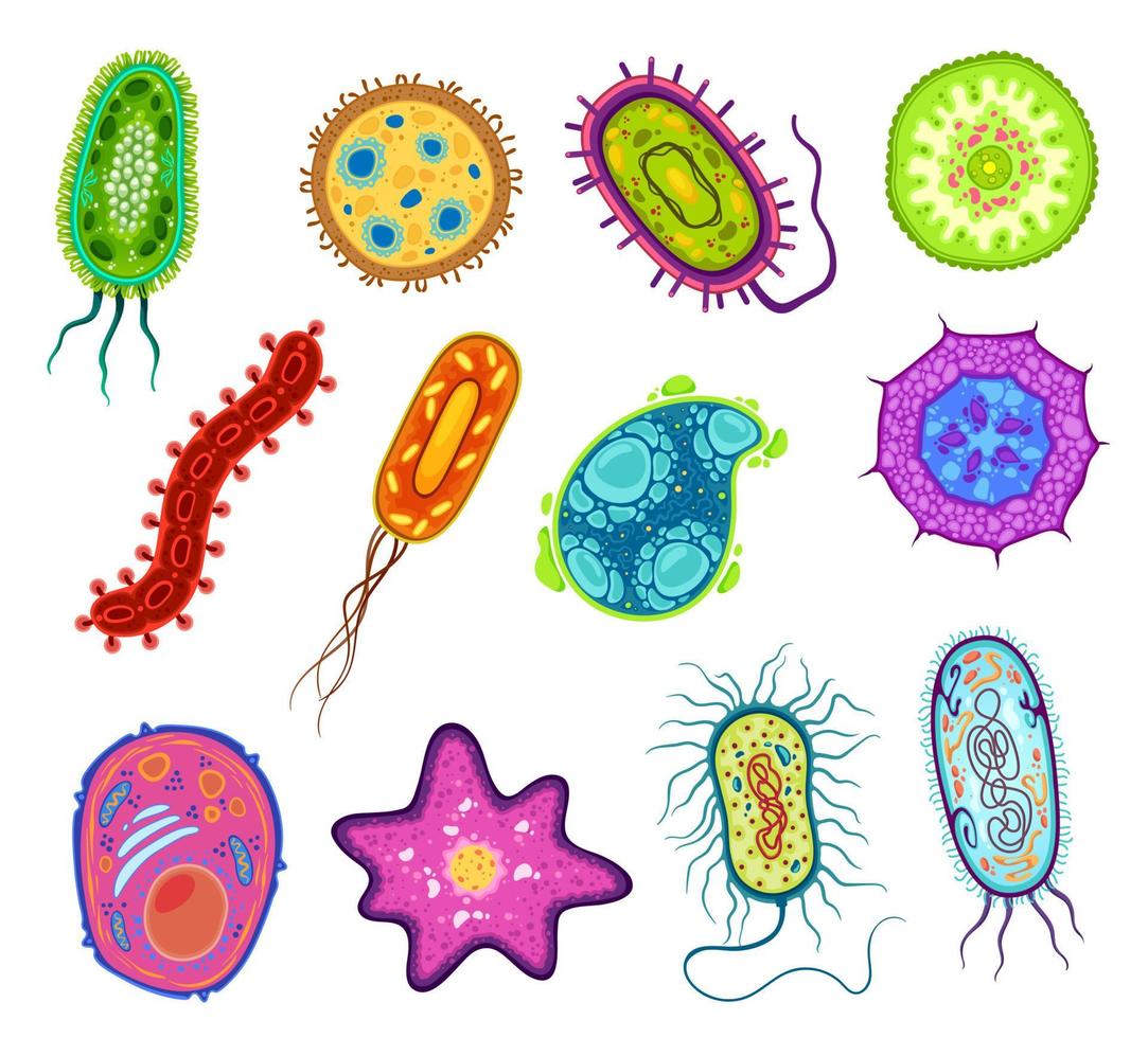 Protozoa, protista and amoeba microorganism cells vector
