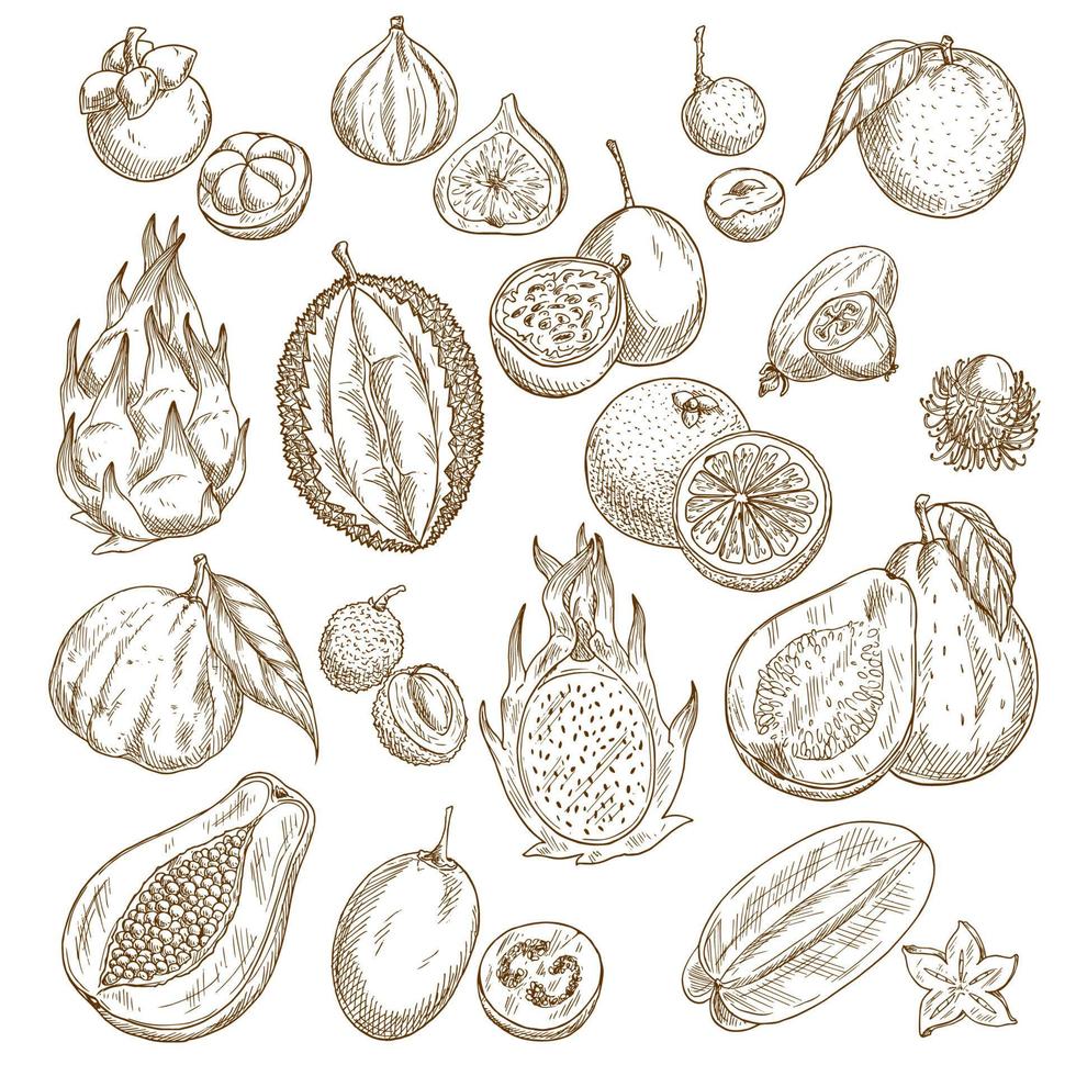 Exotic tropical fruit isolated sketch set design vector