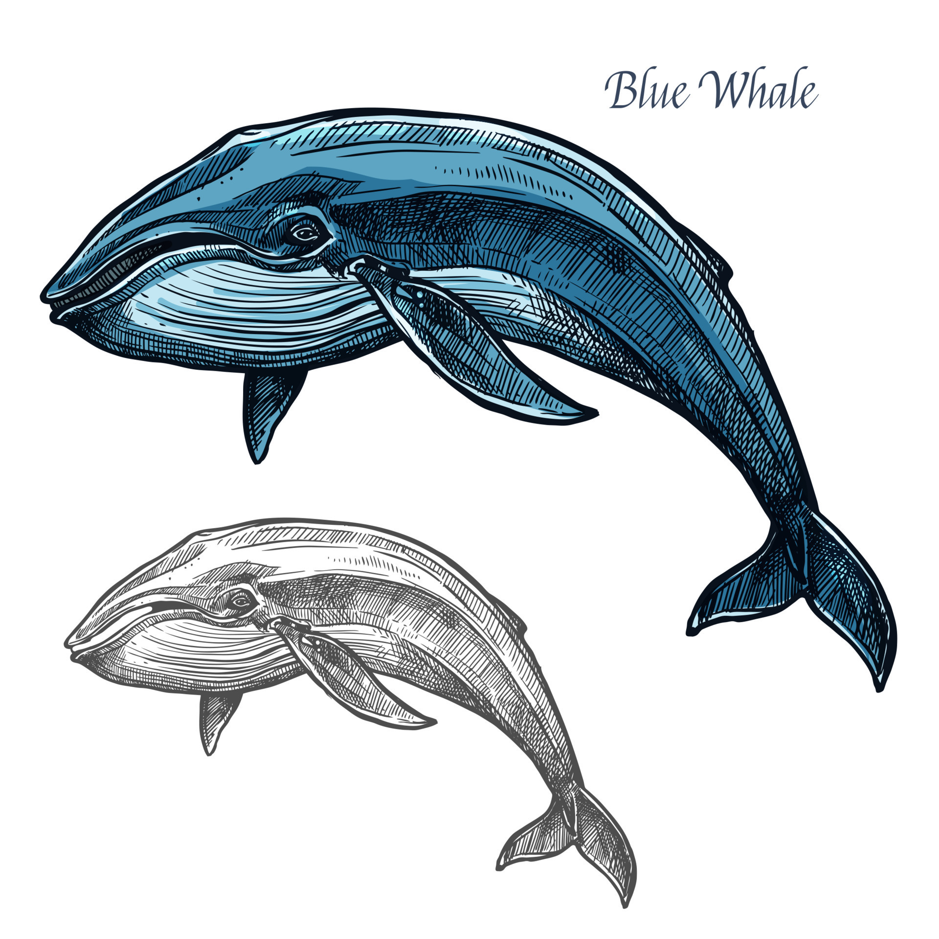 17,688 Whale Sketch Images, Stock Photos & Vectors | Shutterstock