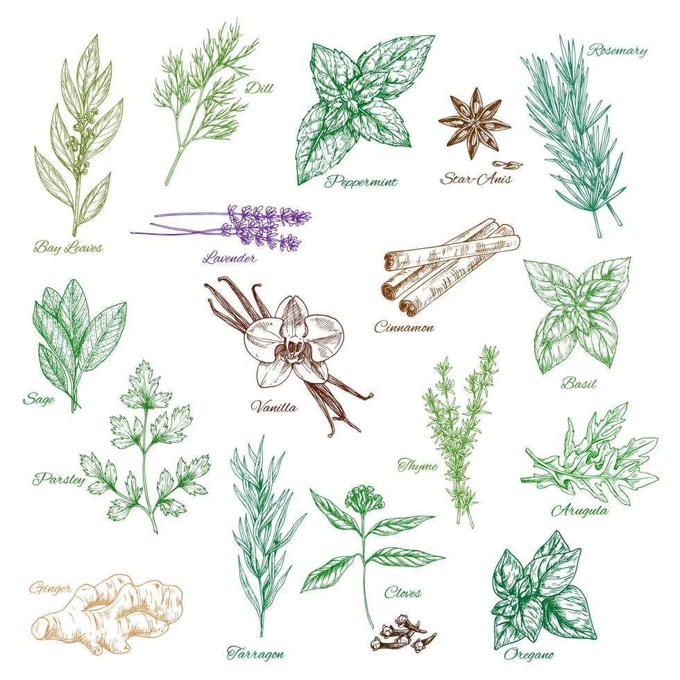 iconos vectoriales condimentos de especias o aromas de hierbas vector