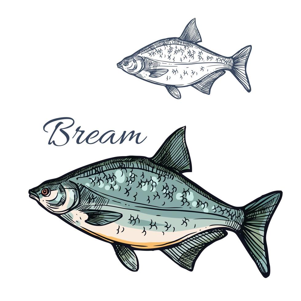 Bream fish vector isolated sketch icon