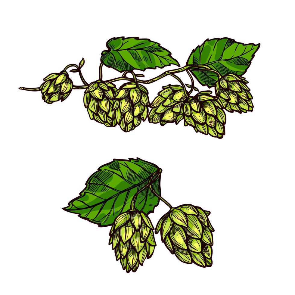 Hops plant branches, flowers and vector cones