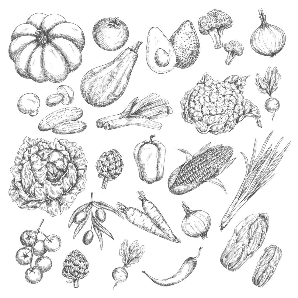 Vector sketch isolated vegetables or veggies icons