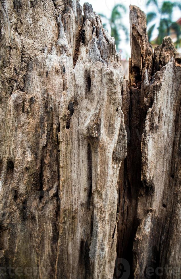 Close up to old stump Texture of wood photo