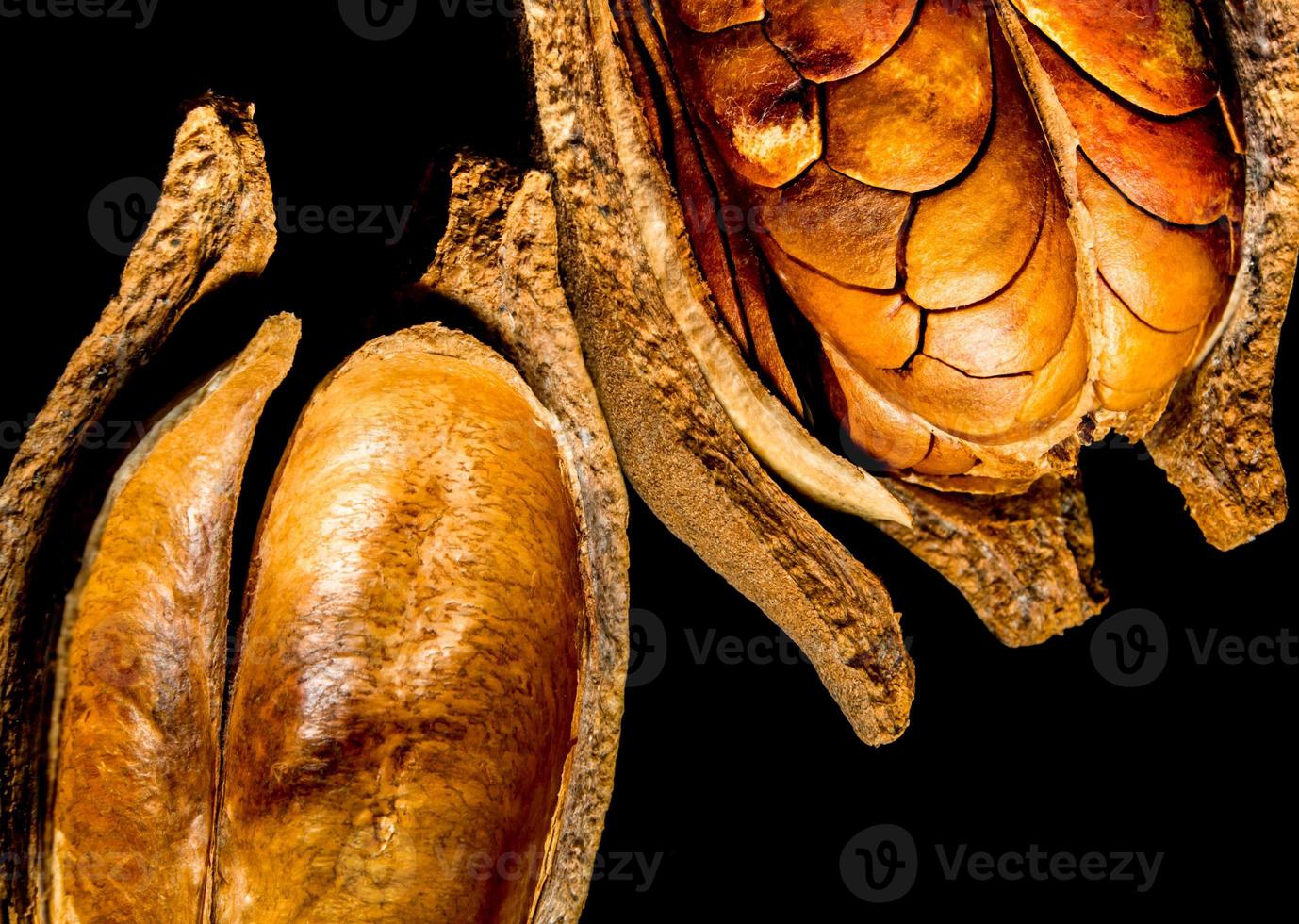 Pods and seeds of Mahogany on black background photo