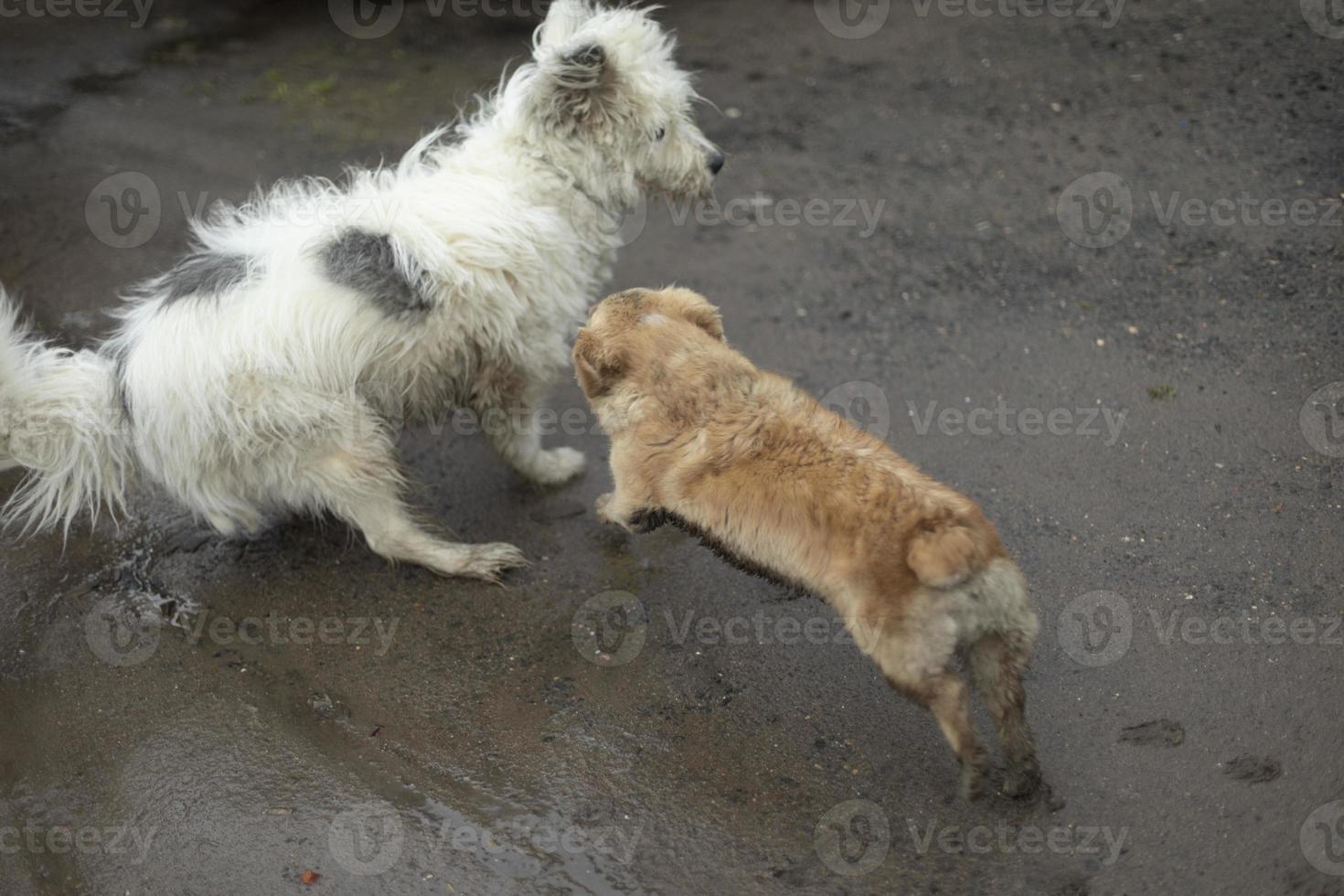 Dogs of different sizes. Dogs play on street. photo
