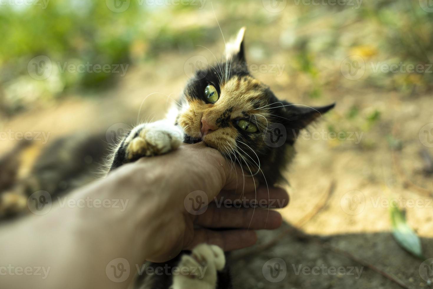 Cat bites hand. Playing with cat on street. Stray animal in summer