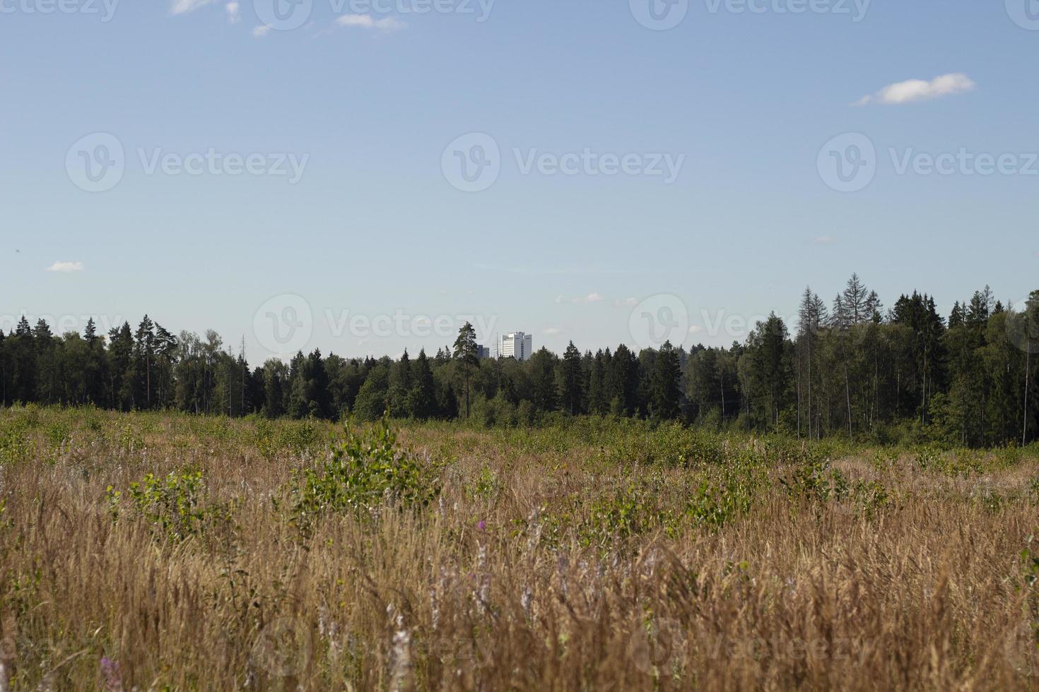 Forest landscape. Details of nature in summer. Landscape with forest. photo