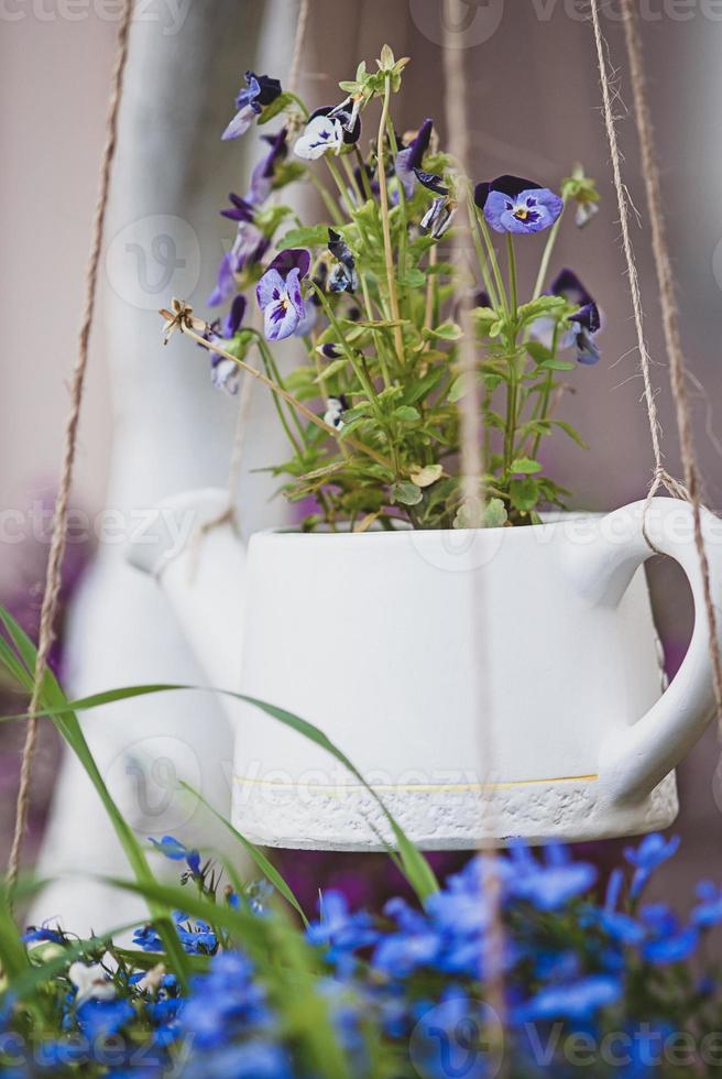 Pansy growing in decorative hanging planter outdoors photo