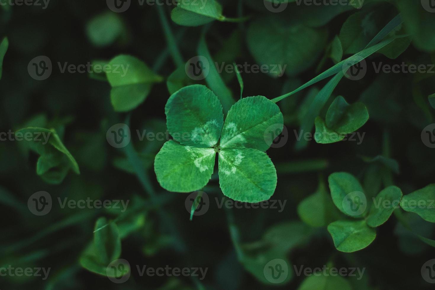 Four-leaf clover on shamrock meadow, overhead view, dark green grass background, lucky charm, copy space photo