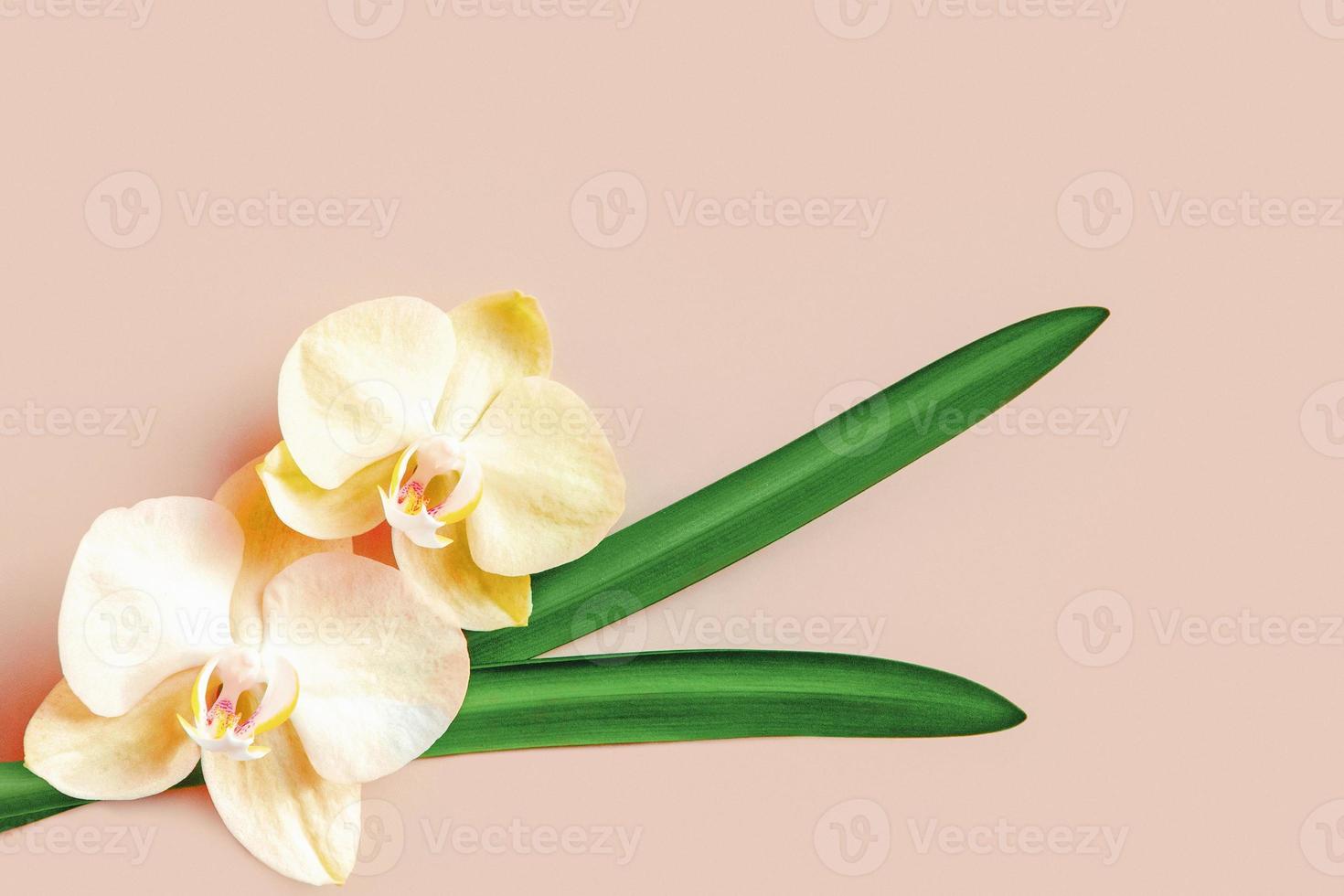Peach-pink orchids with green leaves on nude beige background with copy space photo
