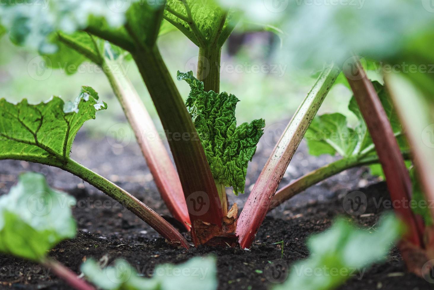 plantas de ruibarbo con hojas nuevas que crecen en la cama del jardín foto